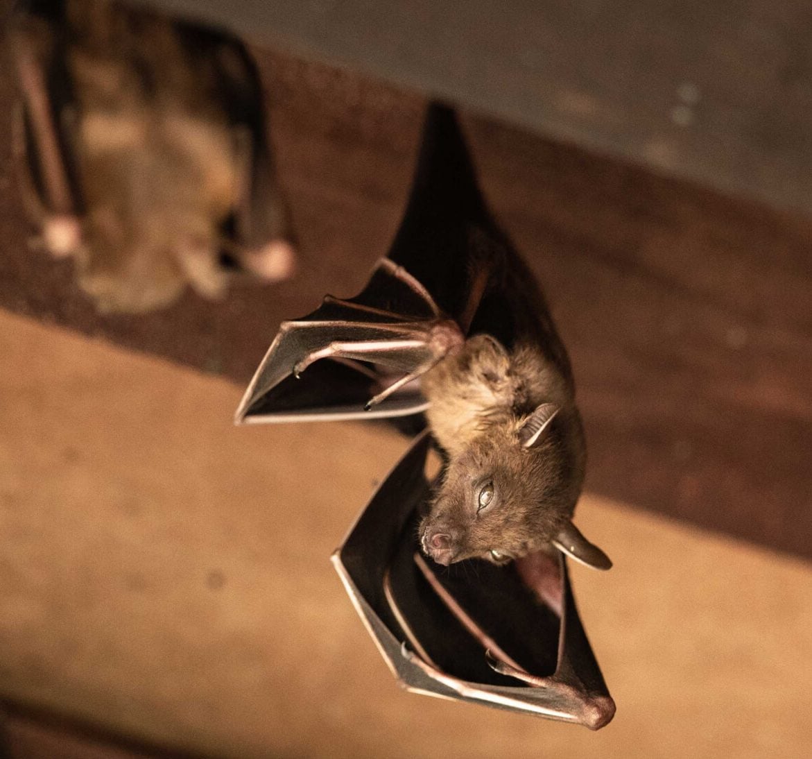 Expert bat removal services for a safe and humane solution in Cranston